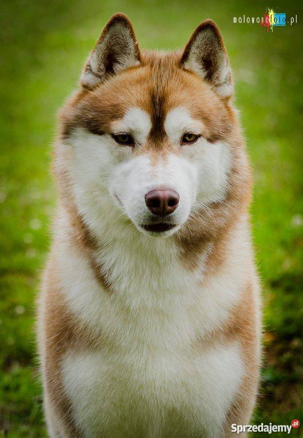 Siberian husky rodowodowe szczenięta zapowiedź Husky Inowrocław