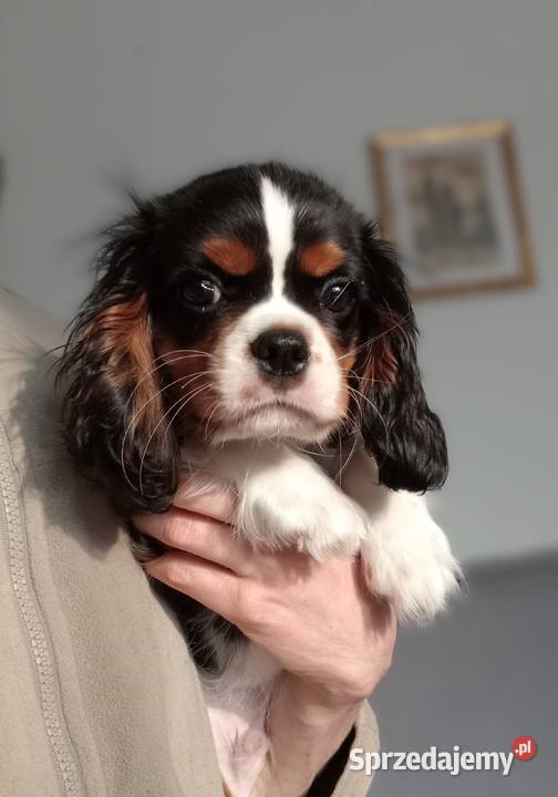 Cavalier King Charles Spaniel tricolor rodowód Częstochowa