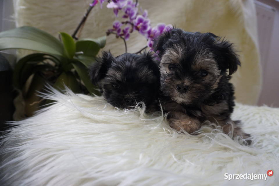 York Maltańczyk Sobótka