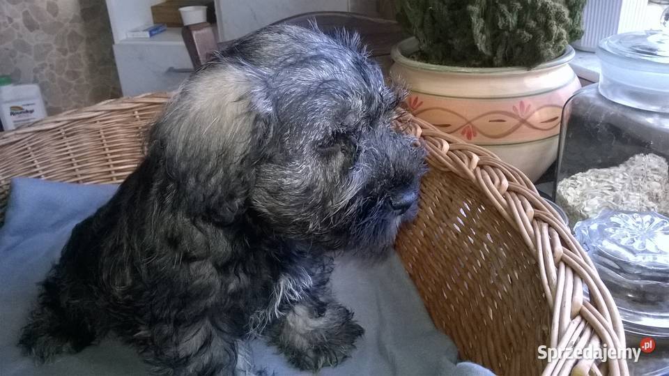 sznaucer miniaturowy Lubień Kujawski