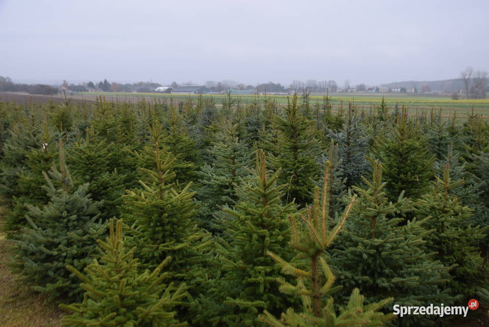 Choinki świerk srebrny pospolity HURT DETAL 15