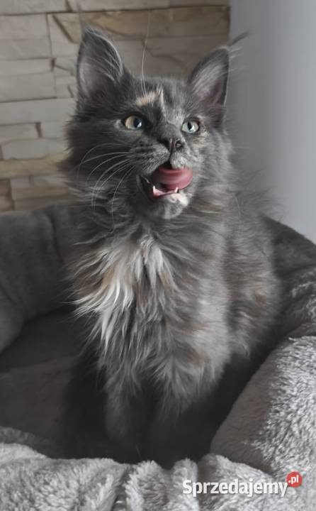 Maine Conn Betina Maine Coon Poręby