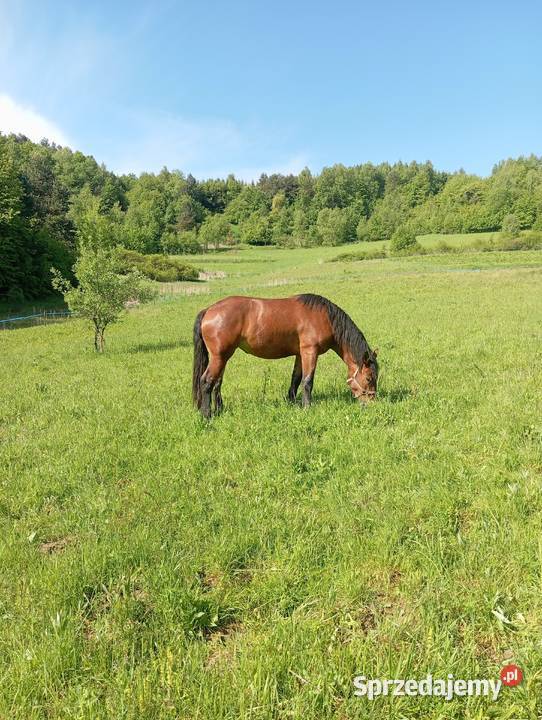 Trzy Klacze zimnokrwiste Olchowa sprzedam