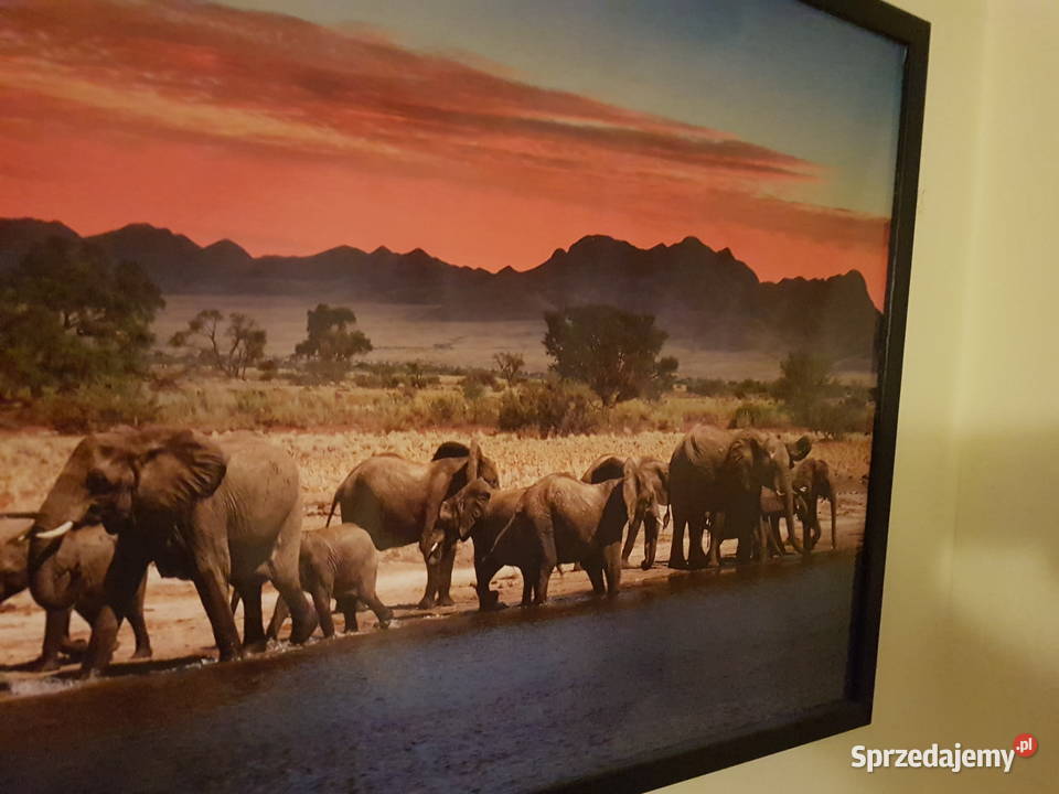 Obraz Slonie sawanna zahód sloncawym 53x103 podkarpackie Mielec