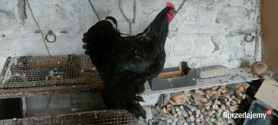 Kochin olbrzymi czarny Tokarówka