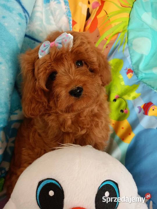 Cavapoo f1b Miechów sprzedam