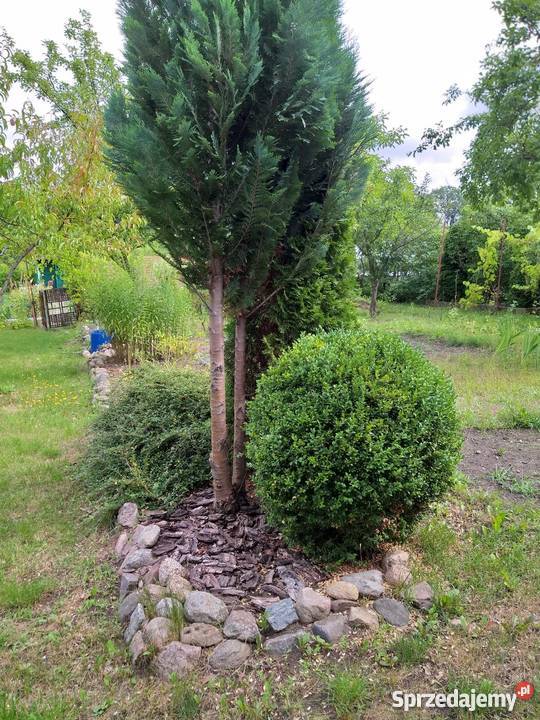 Działka rekreacyjnaa ROD LUMEL ZIELONA GÓRA lubuskie Zielona Góra sprzedam