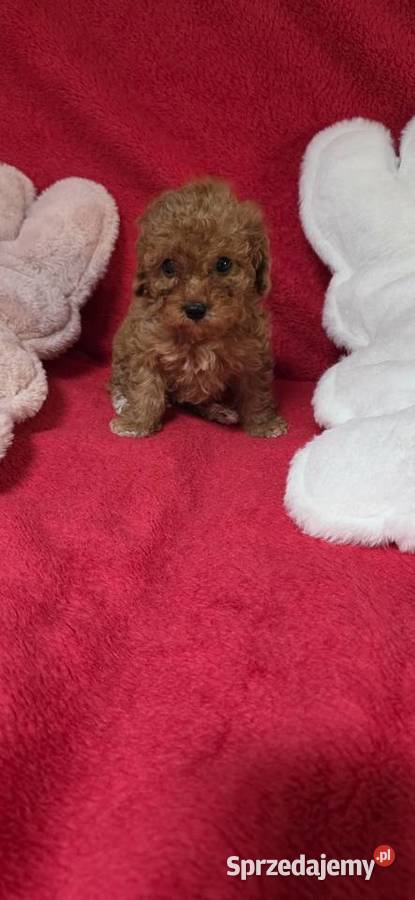 Pudel Toyminiatura Red Miejska Górka
