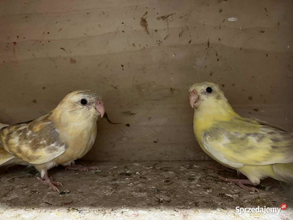 Papugi świergoty Łopoń sprzedam