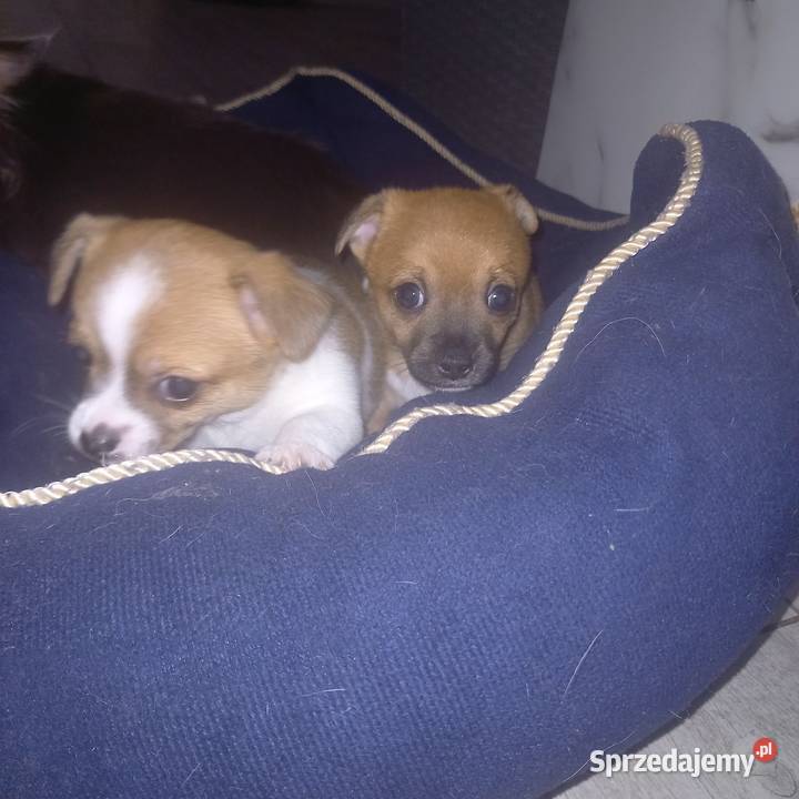 Chihuahua Chihuahua Reducin