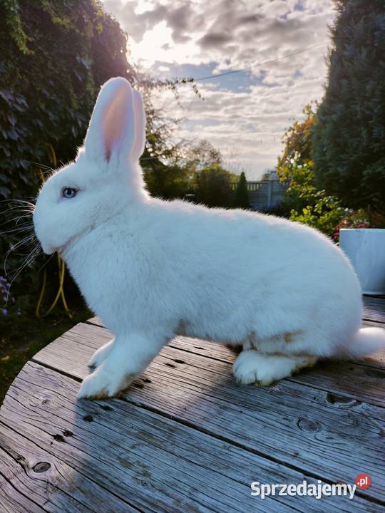 Wiedeński biały samiec Wb Gryzonie Poddębice