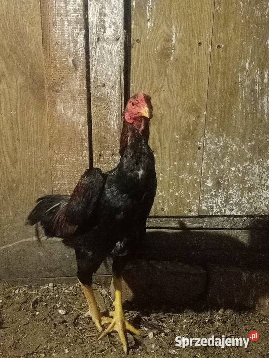 Kury ozdobne bojówce shamo Brusy