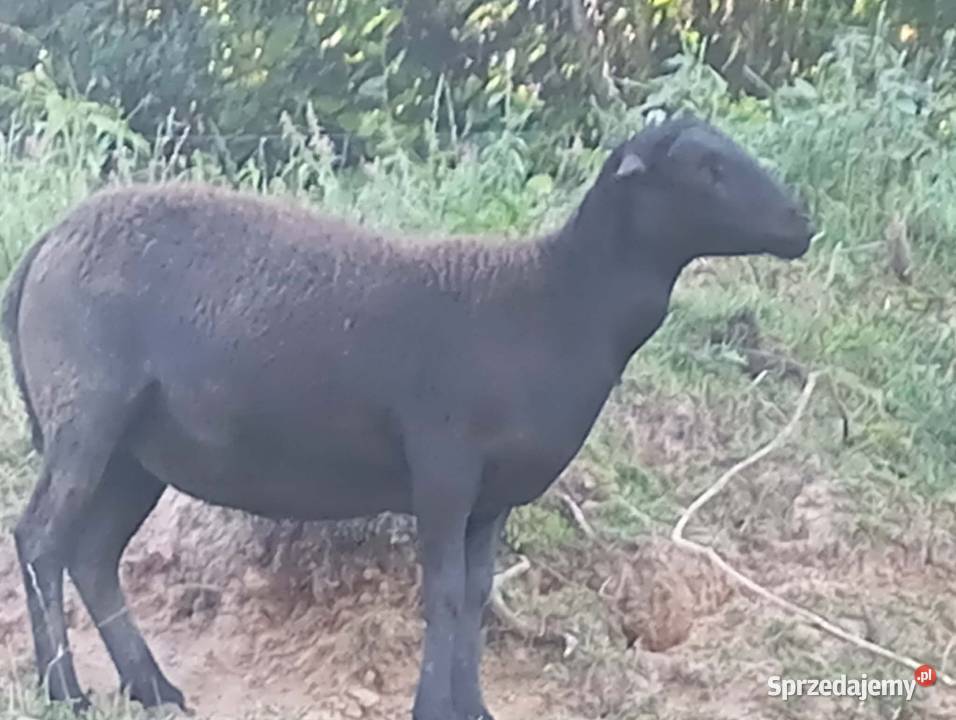 Sprzedam tryka Kamerun barbaros 2 lata i inne podkarpackie Braciejowa sprzedam