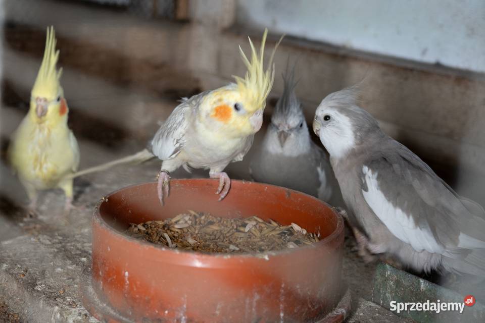 Papugi Nimfy Chmielnik