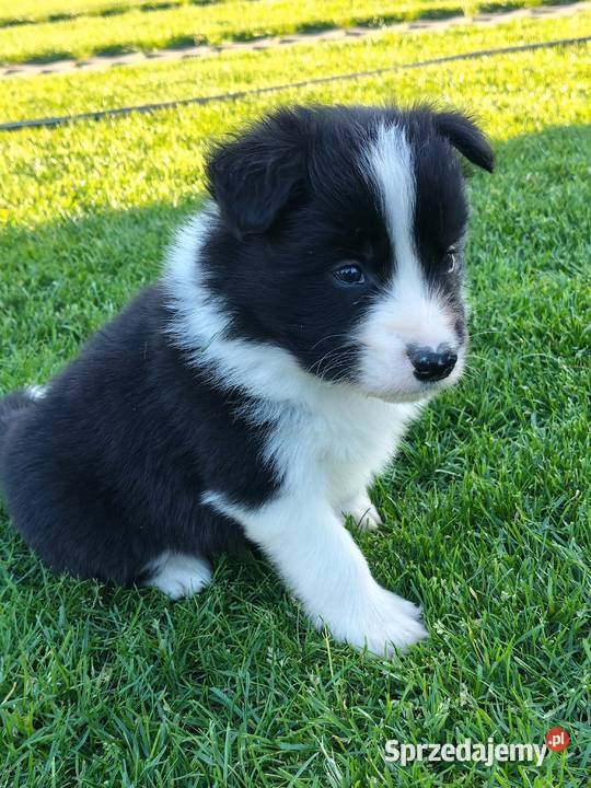 Szczeniak Border Collie ZKwP FCI