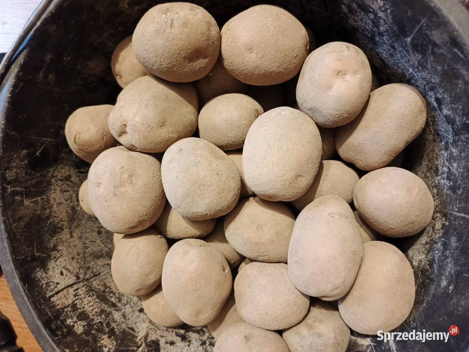 Ziemniaki sadzeniaki Bellarosa Markowa