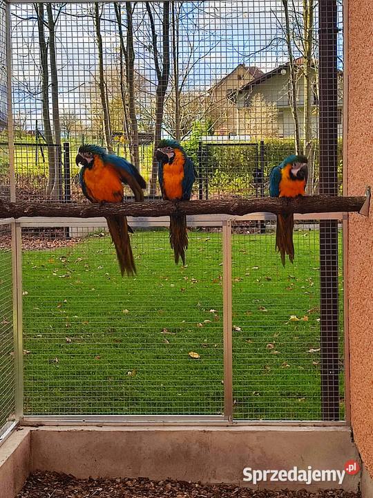 Ara ararauna ręcznie karmione