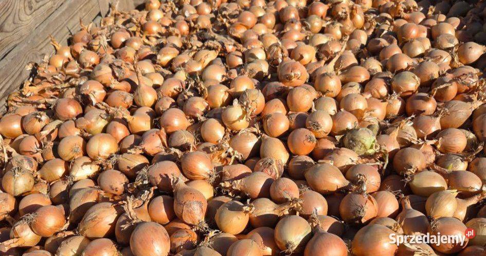 Sprzedam cebule na wysadke Busko-Zdrój