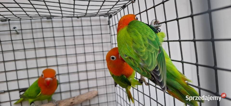 Nierozłączki Zakliczyn