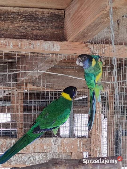 Papugi rozelle aleksandretty