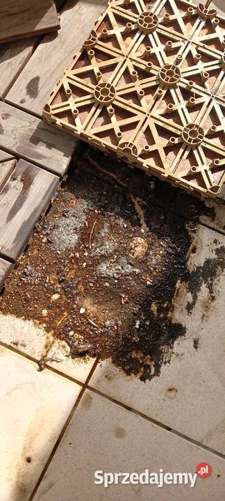 sprzątanie różnego rodzaju pomieszczeń Września