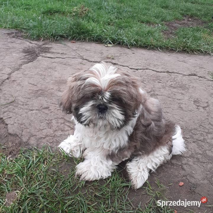 Szczeniaki shih tzu Gostynin sprzedam