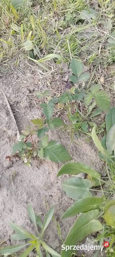 Jeżyna bezkolcowa Black Satin 2 letnia sadzonka Wieliczka