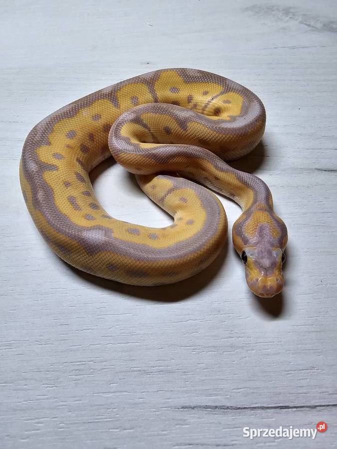 Wąż pyton królewski python regius samiec sprzedam