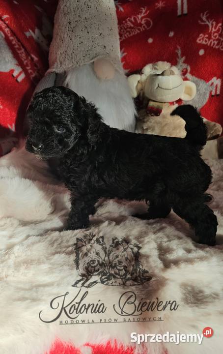 Piesek Pudel Miniaturowy rodzice pakiet badań łódzkie Sędziejowice