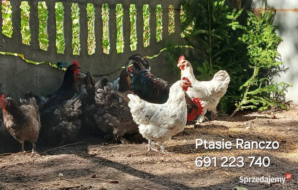jajka lęgowe rasy leghorn zielononóżka i inne łódzkie Bednary