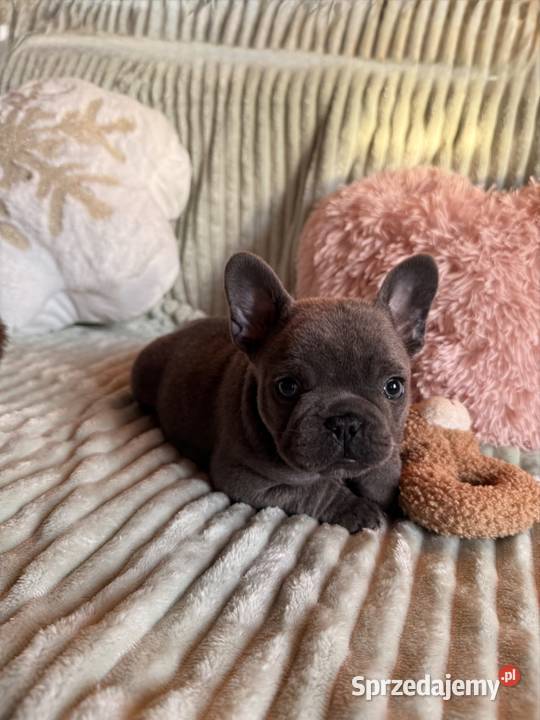 Buldog francuski Buldog śląskie