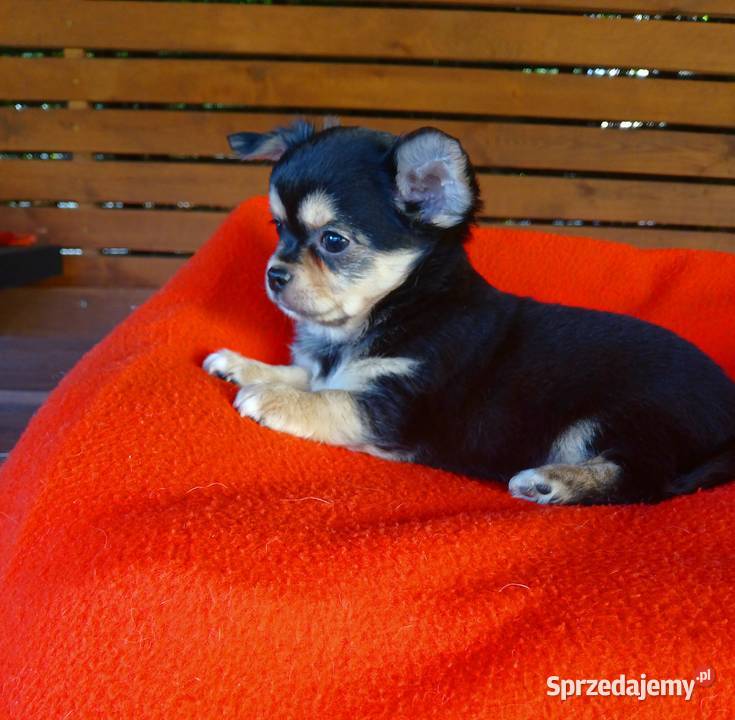 Piękny piesek chihuahua Zwierzęta Płock