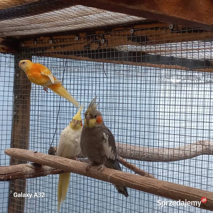 Nimfy 2 samce Garwolin