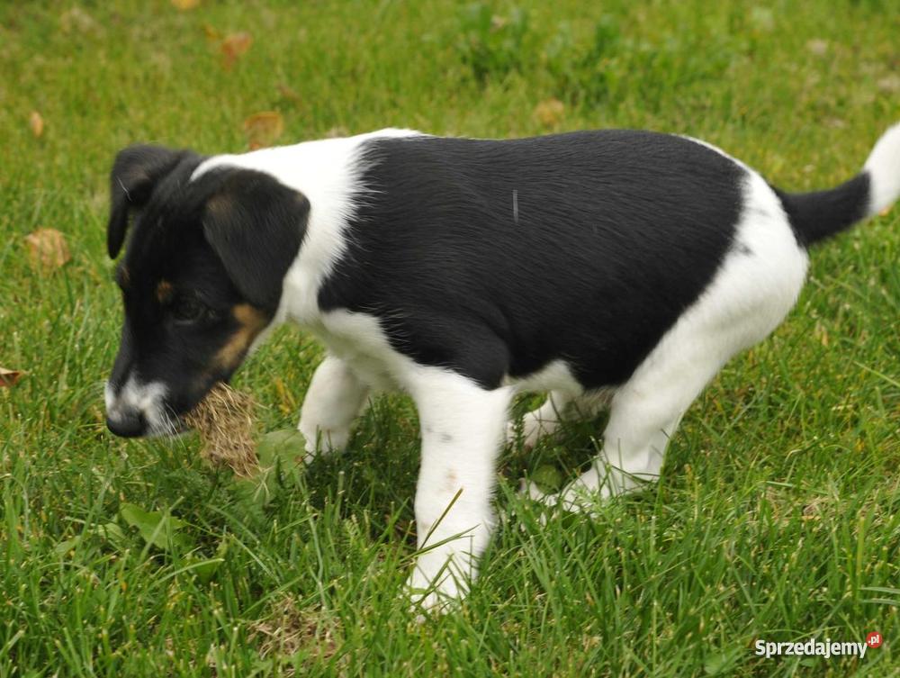 Foksterier krótkowłosy szczeniak samiec