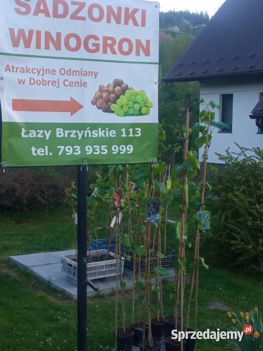 Sadzonki Winogron Odmiany w 14 małopolskie Łazy Brzyńskie