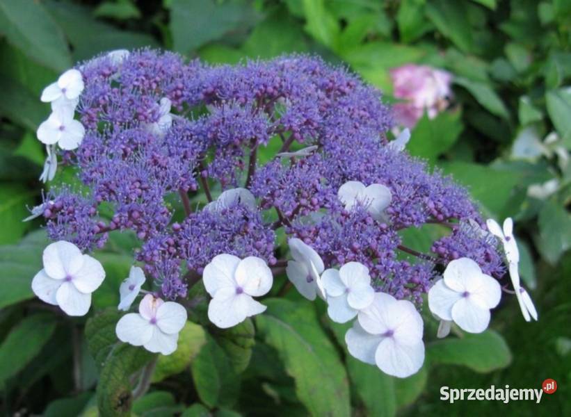 HORTENSJA KOSMATA Macrophylla sadzonki w Ustronie