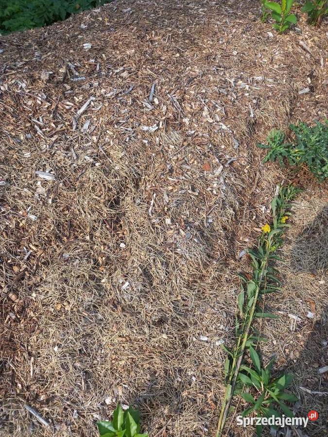 ORZECH Drewno do kominka do pieca co kafelLublin Lublin