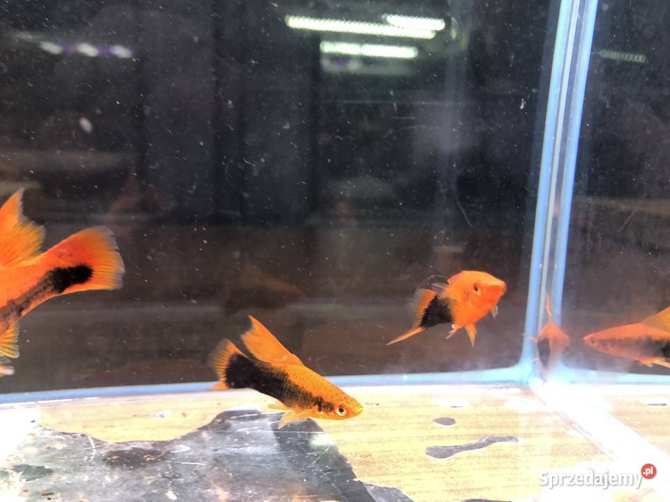 Mieczyk Tuxedo delta Justynów