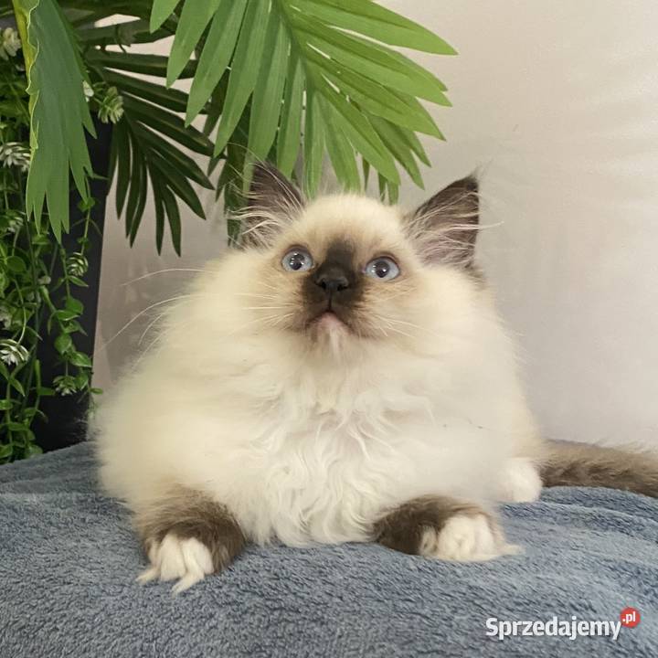 Małe kotki Ragdoll FPL śląskie Katowice