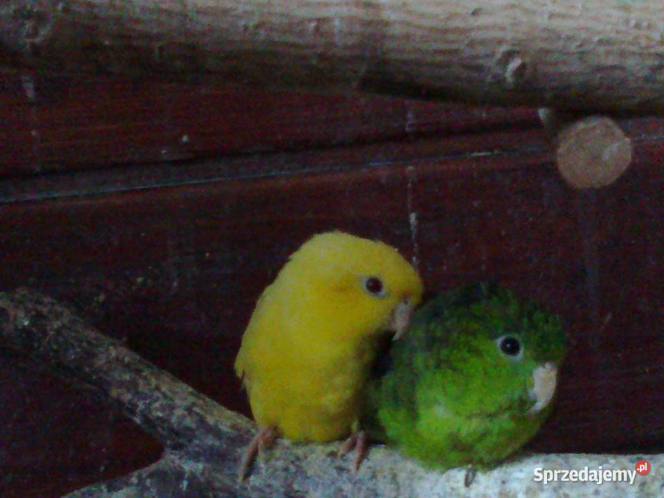 stokówka prążkowana katarzynka