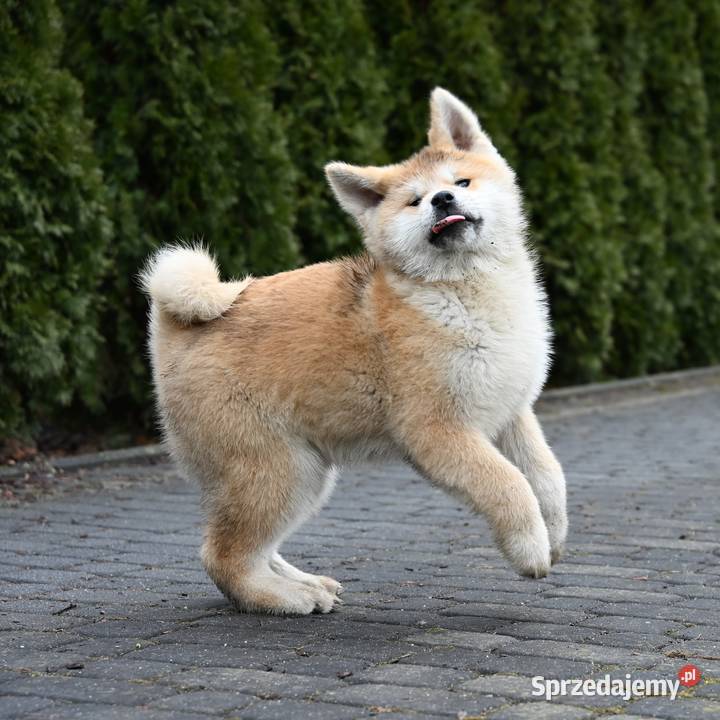 Akita japońska akita inu czerwony samiec ZKwP Częstochowa