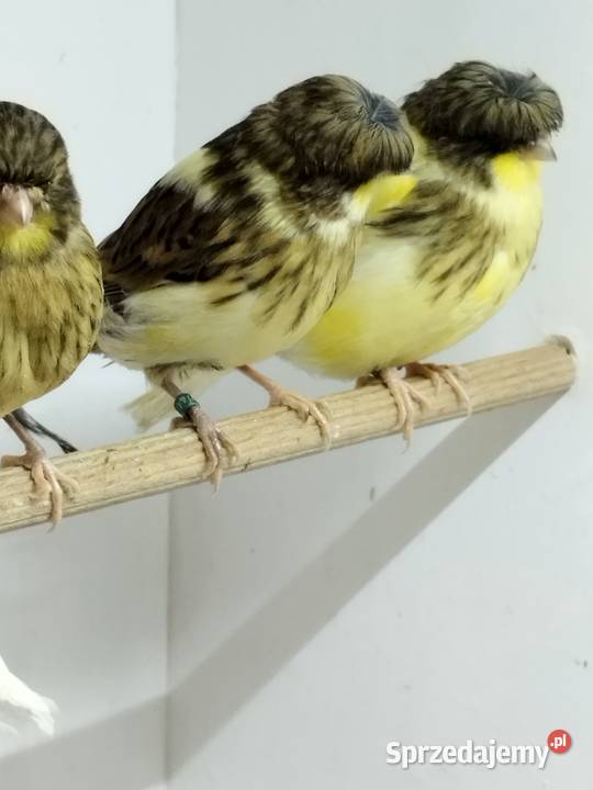 Kanarki Gloster Gostyń