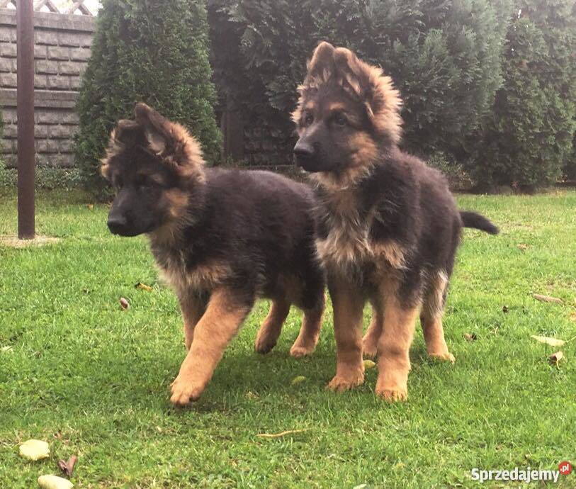 Owczarek niemiecki długowłosy szczenięta rodowód Kalisz