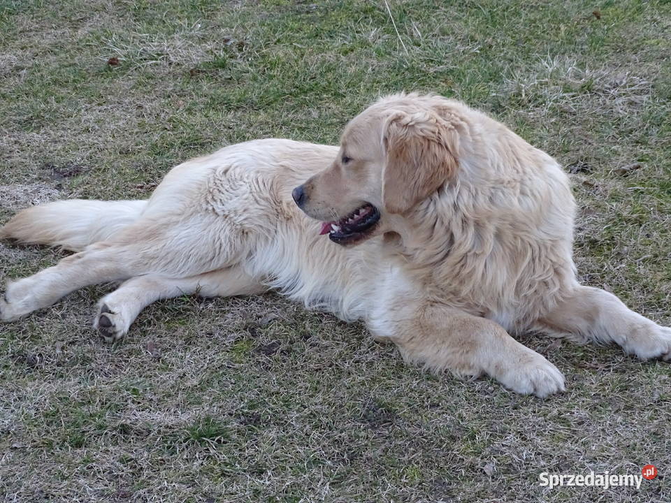 Golden retriever 10 miesięczny Przysucha