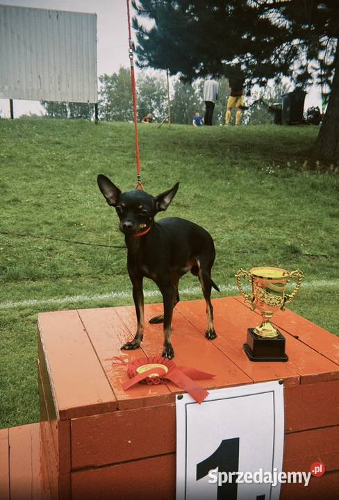 Ostatni szczeniak Toy Terrier mini piesek łódzkie Piotrków Trybunalski