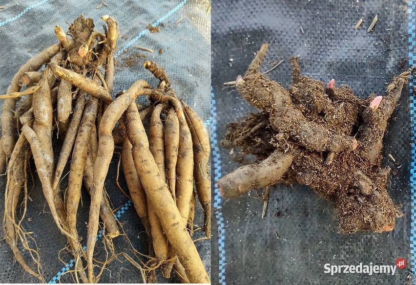 Kłącza piwoni 3 odmiany Cebulki i bulwy Kadłub sprzedam