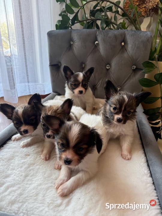 Papillon szczeniak Spaniel kontynentalny Dudki