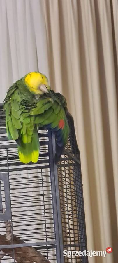 Amazonka Oratrix żółtogardła mazowieckie Marki