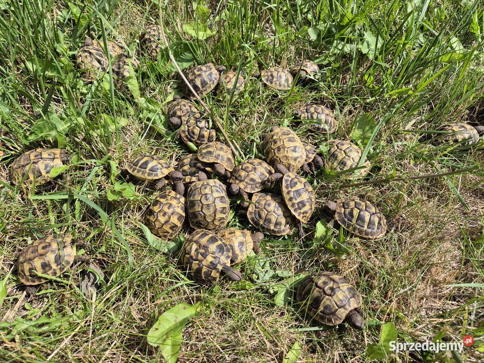 Żółwie greckie na sprzedaż Warszawa
