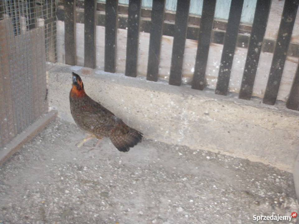 Bażanty tyminki 2017r